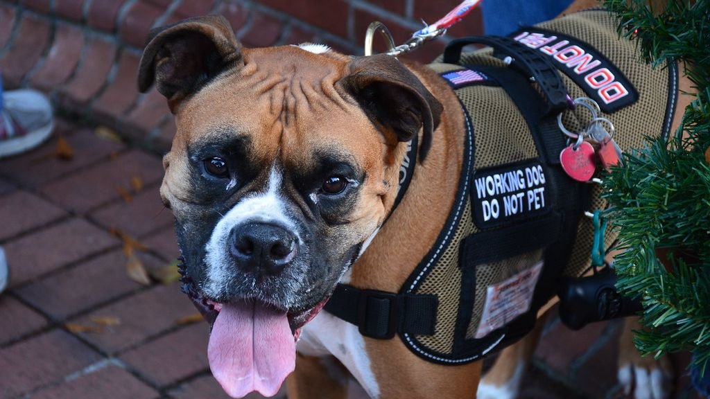 Service Dogs Vs Emotional Support Animals: What’s the Difference?