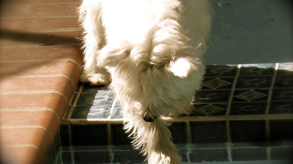 Your Dog Paws at Their Water Bowl (They're Not Playing - They're Testing)