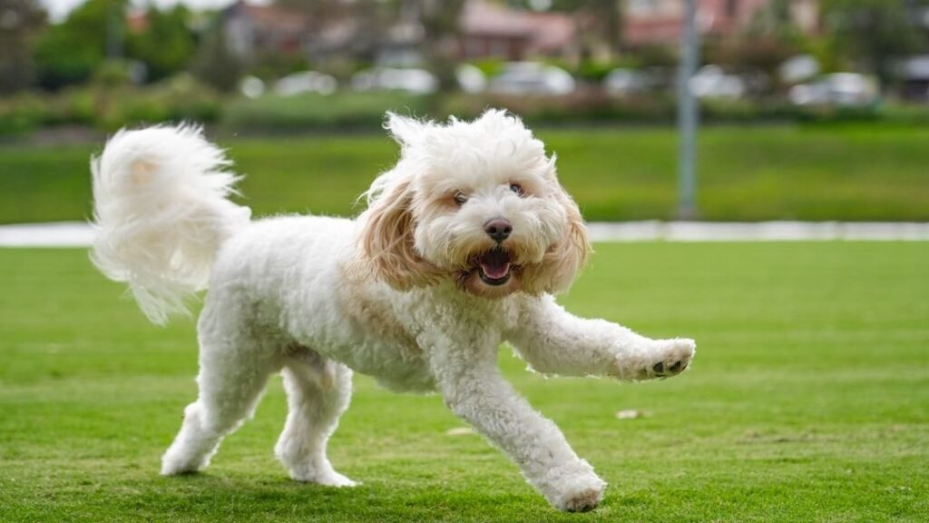 10 Expert Tips For Non-Expert Dog Owners