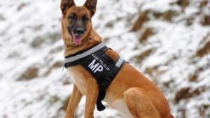 10 Best Breeds That Would Make Good Service Dogs for Veterans