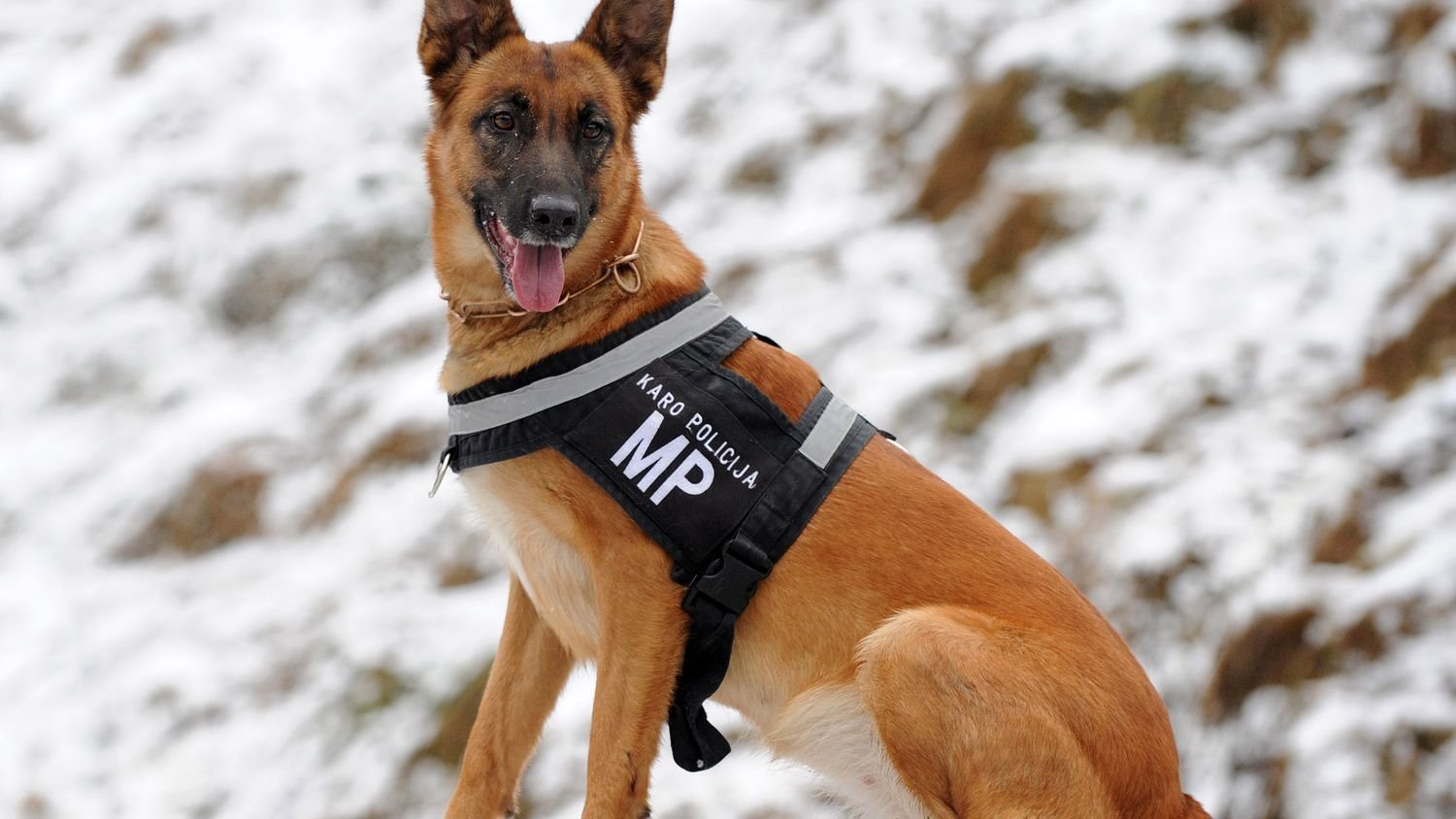 10 Best Breeds That Would Make Good Service Dogs for Veterans