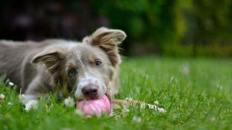 10 Dog Breeds Prone to Destructive Chewing (And Furniture-Friendly Picks)