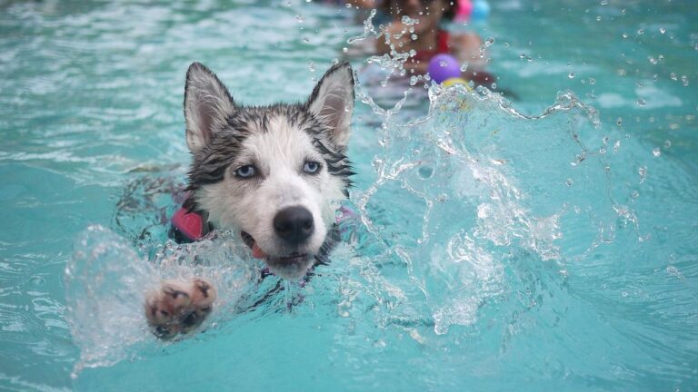The Worst Dogs for Hot Climates (And Heat-Tolerant Breeds)