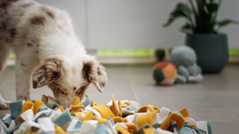 A Dog's Sense of Smell is a Superpower: Unlocking Their Hidden World