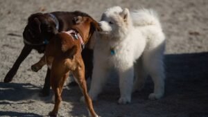 The Way Your Dog Plays Says Everything About Their Personality and Past Experiences