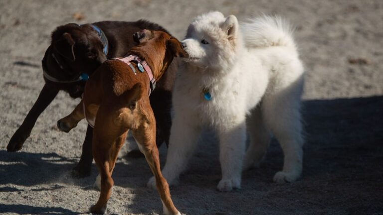 The Way Your Dog Plays Says Everything About Their Personality and Past Experiences