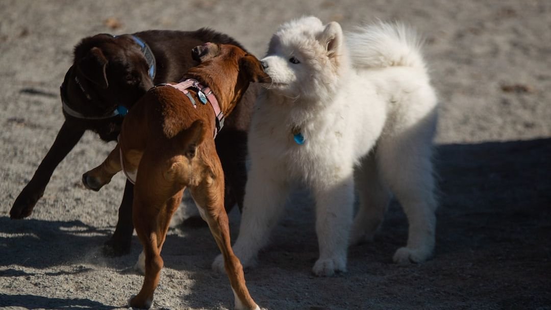 The Way Your Dog Plays Says Everything About Their Personality and Past Experiences