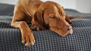 Your Dog's Dream World Is Richer Than You Think: Understanding Their Sleep Habits