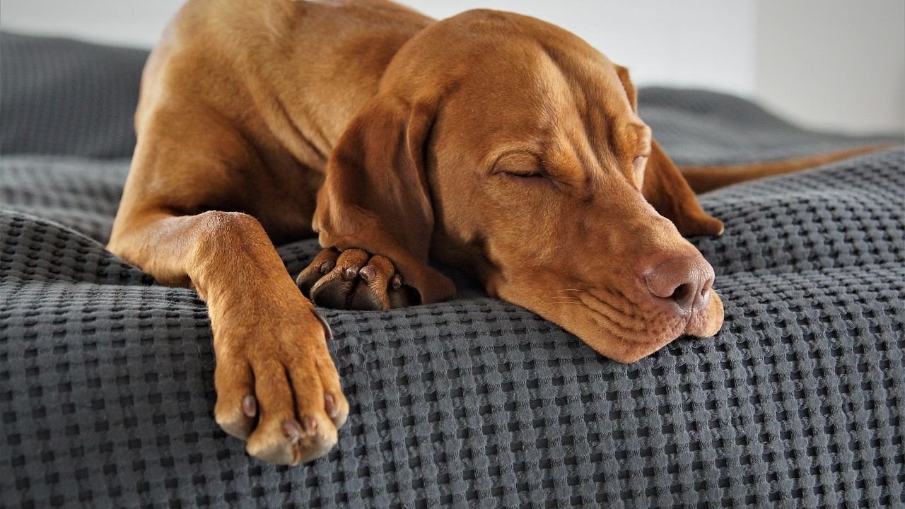 Your Dog's Dream World Is Richer Than You Think: Understanding Their Sleep Habits