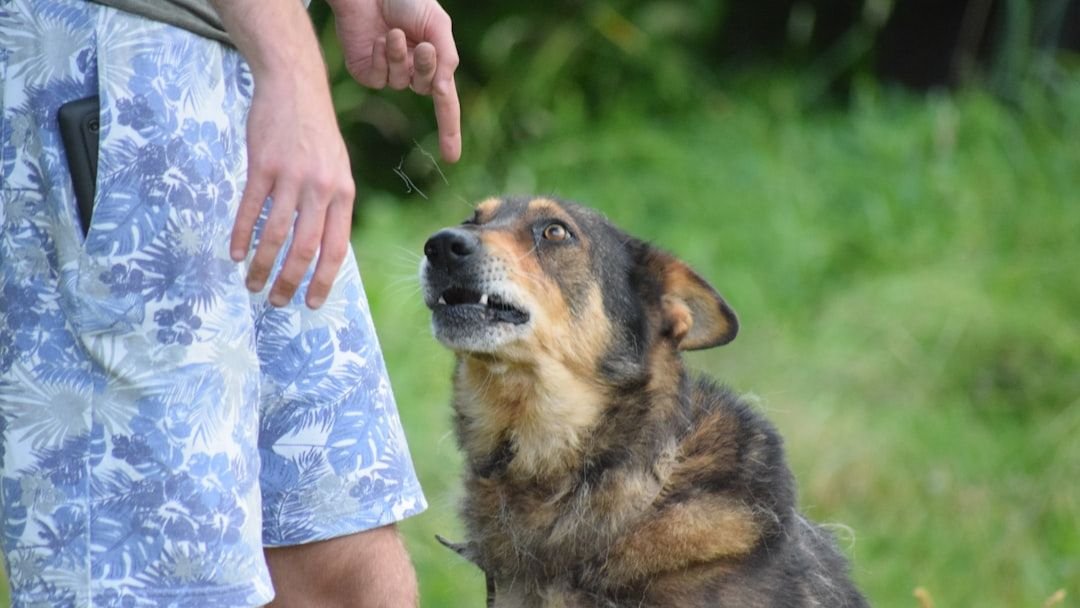 Your Dog Grumbles and "Talks Back" (They're Not Being Defiant - They're Trusting You)