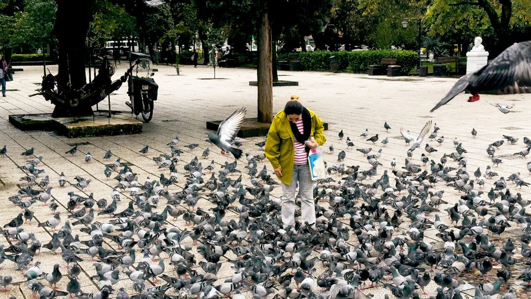 Frill: The Real-Life Pigeon Lady Rescuing Urban Birds with Sock Jail