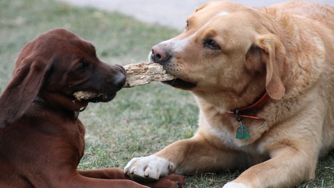 10 Mistakes Owners Make When Introducing a New Pet: Avoid These Pitfalls