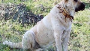 Zodiac Signs That Embody the Majestic Kangal