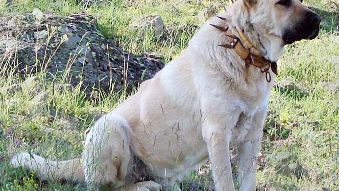 Zodiac Signs That Embody the Majestic Kangal
