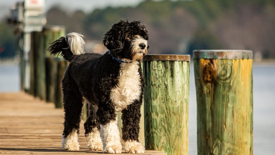 9 Dog Breeds That Are Natural Swimmers and 5 That Should Stick to the Shore