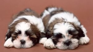 12 Dog Breeds That Are Surprisingly Quiet and 6 That Love to Make Noise