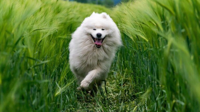12 Overactive Dog Breeds That Burn Out Owners (And Relaxed Alternatives)