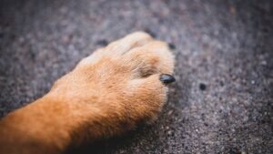 The Secret Language of Your Dog's Paws: More Than Just Walking Tools