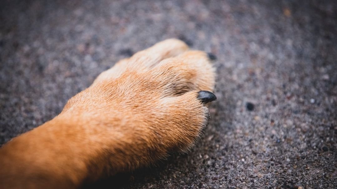 The Secret Language of Your Dog's Paws: More Than Just Walking Tools