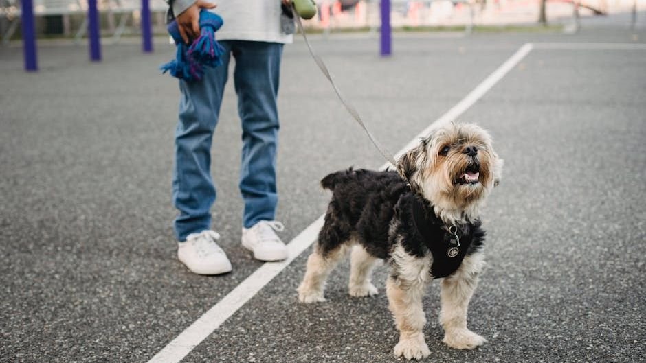 Are You Accidentally Reinforcing Your Dog's Undesirable Behaviors? Find Out How