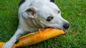 What If Your Dog's Favorite Treat Is Actually Harming Their Health?