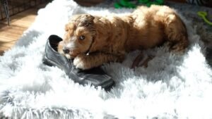 Stop Believing These 5 Common Myths About Your Dog's Intelligence Immediately