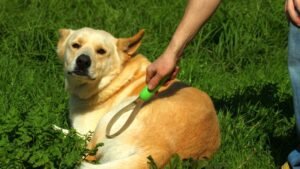 What Secret Health Clues Is Your Dog's Coat Trying To Tell You?