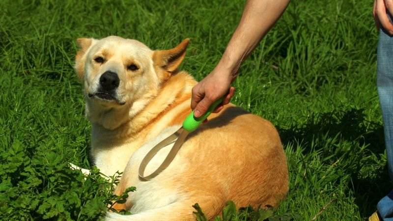 What Secret Health Clues Is Your Dog's Coat Trying To Tell You?