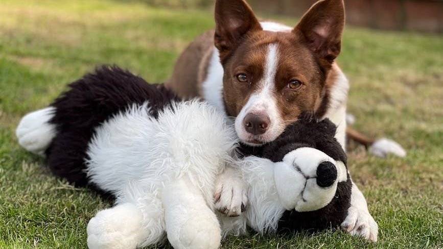 Your Dog's Obsession With That One Toy Isn't Cute; It's a Deep Instinct at Play