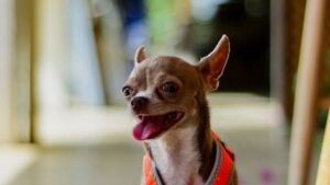 Three-Legged Chihuahua Lily Mouse Rules Her Home with Unmatched Swagger