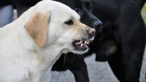 The 'Friendly' Bark Your Dog Gives Strangers Is Actually a Misunderstood Warning