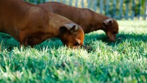 Why Does My Dog Eat Grass? Uncover the Surprising Reasons Behind This Canine Habit