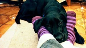 Your Dog's Favorite Resting Spot Reveals More About Their Needs Than You Think