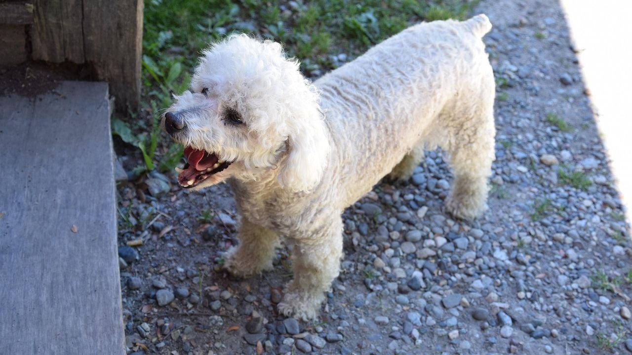 The Way Your Dog Yawns Could Be a Secret Sign of Stress, Not Just Sleepiness