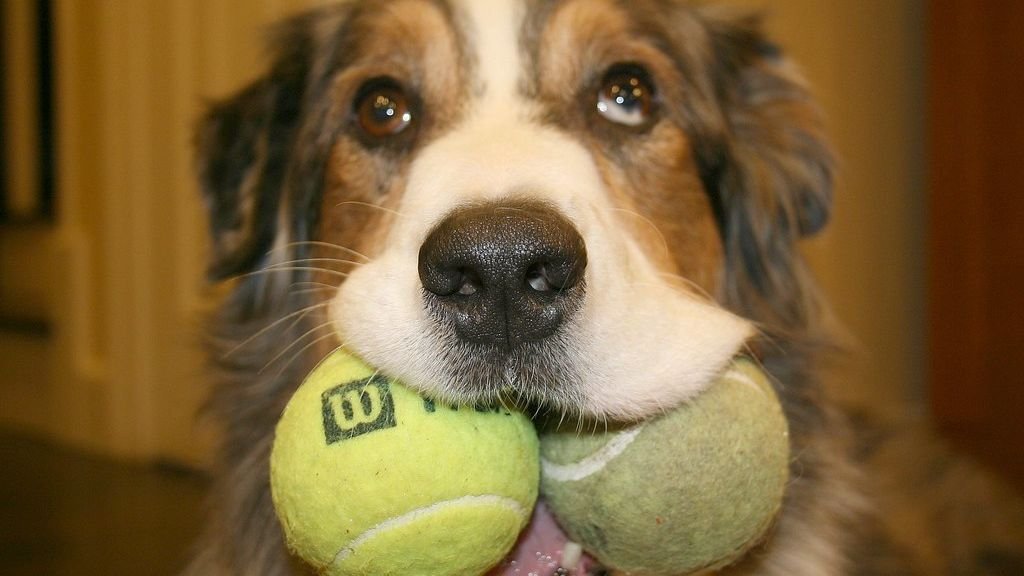 6 Easy DIY Toys You Can Make at Home to Keep Your Dog Entertained