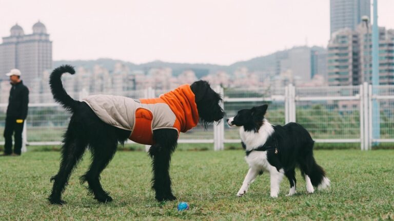 What Are the Best Ways to Introduce a New Dog to an Existing Pet?