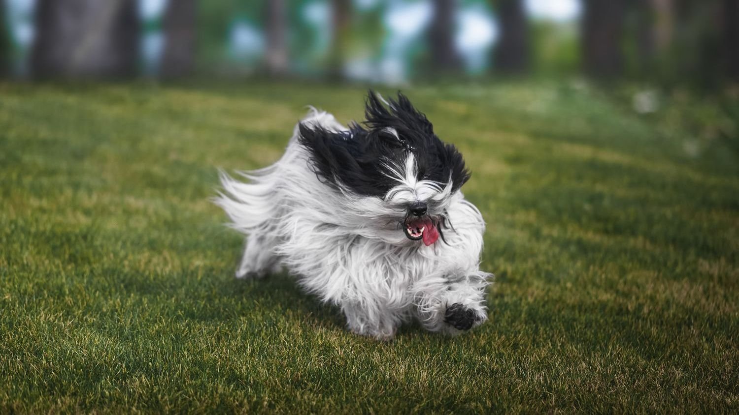 The Secret Your Dog's 'Zoomies' Are Trying to Tell You About Their Energy Levels