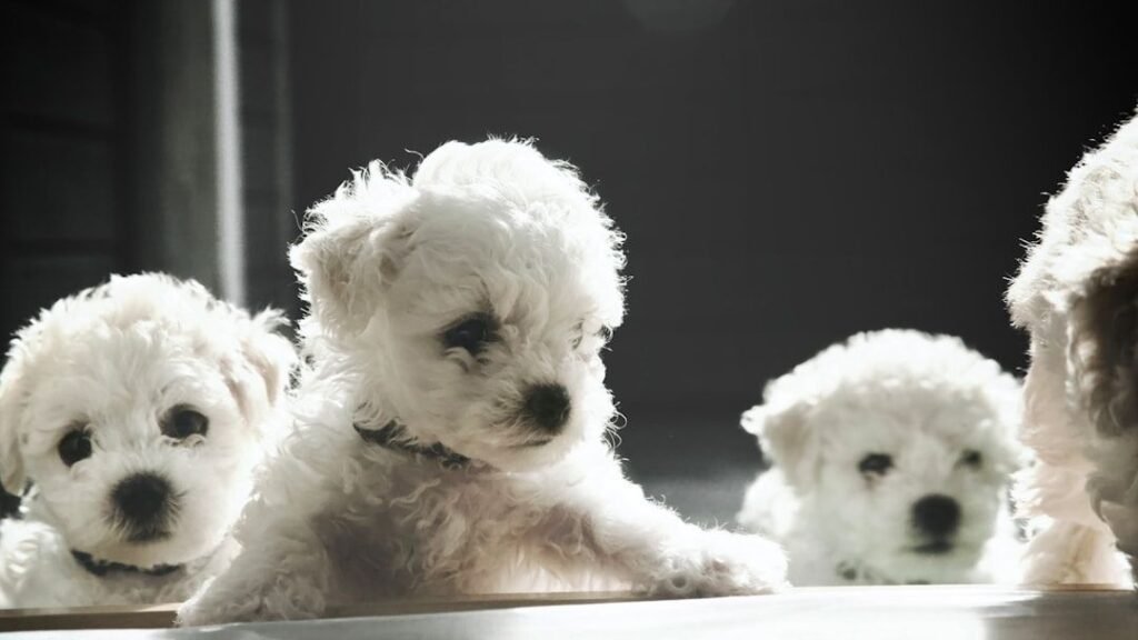 10 Dog Breeds That Struggle With Bathroom Boundaries