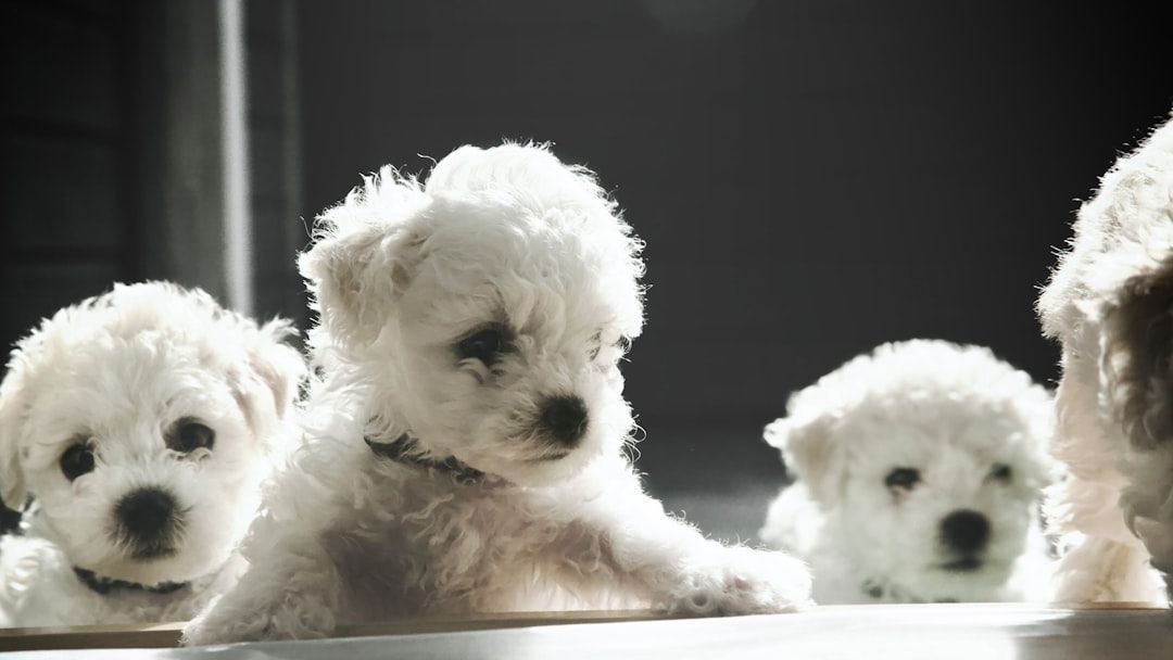 10 Dog Breeds That Struggle With Bathroom Boundaries