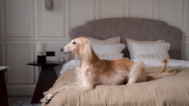 11 Dog Breeds That Challenge Even Professional Trainers at Home