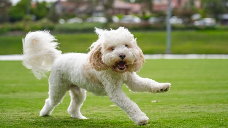 The Silent Signals Your Dog Gives When They Need More Exercise