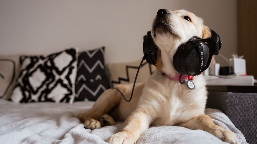 Dogs Have Preferences For Music: Discovering Your Pup's Favorite Tunes