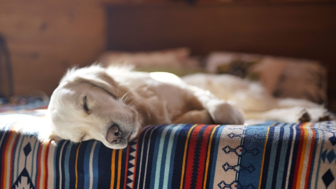 Your Dog Whimpers in Their Sleep (They're Not Having Nightmares - They're Processing Love)