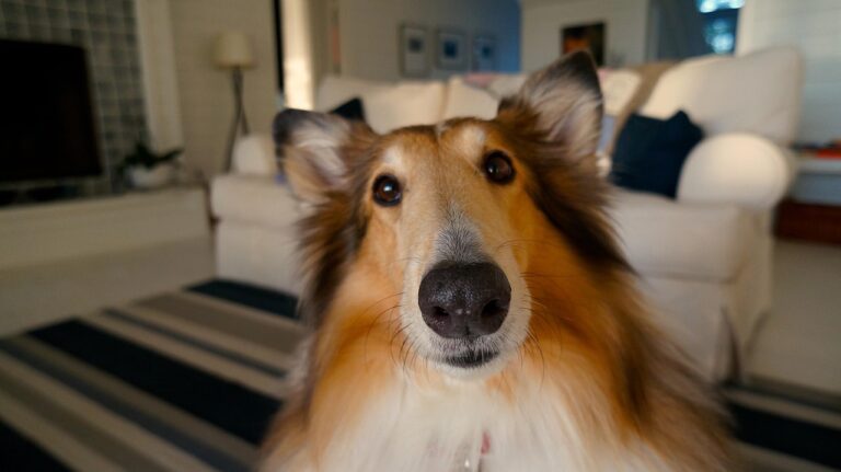 25 Dog Breeds Big and Small Who Bond With Humans In The Most Profound Way Possible