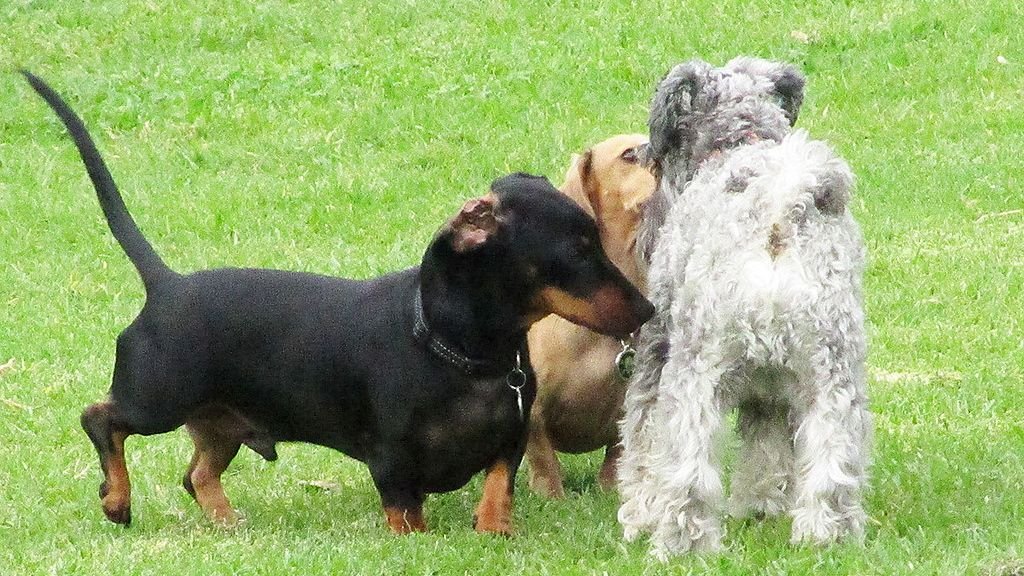 Why Does Your Dog Turn Around and Show Its Butt To You