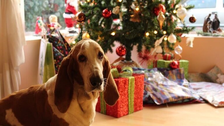 8 Dog Breeds That Love To Work And 4 That Are Content Being Couch Potatoes