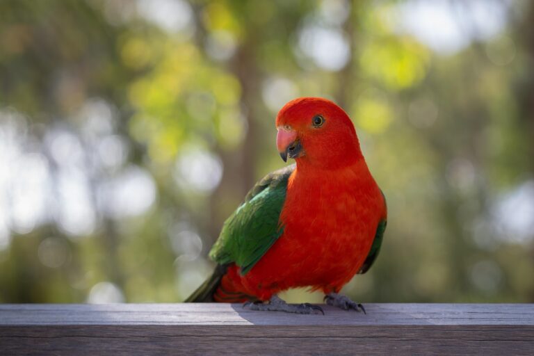 While She Paints, Wild Australian King Parrots Sit Nearby And Watch