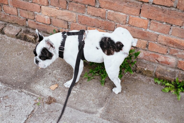 DIY Repellents for the Dog Who Thinks Everywhere Is His Toilet