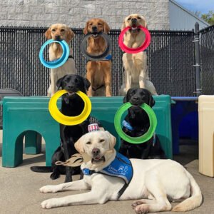 Meet the Service Dogs Cheering on Their Athletes at the 2026 Paralympics: Image Credits: Images.ctfassets.net