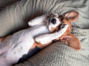 Dog Allergies vs. Infection: How to Tell the Difference